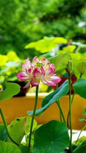 居士三皈依仪轨