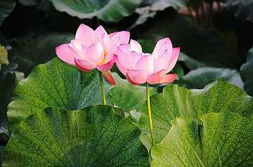 居士三皈依仪轨