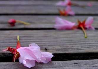 十地菩萨是哪十地