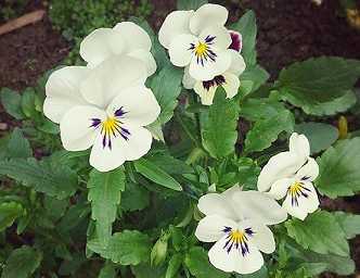 十地菩萨是哪十地