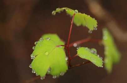 常识 | 什么是“看话禅”?