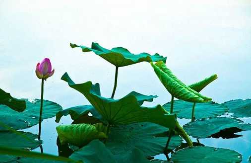 如何理解轮王七宝