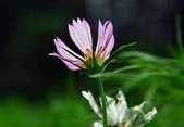 芭蕉罗汉