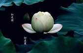 丹霞禅师