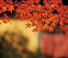 传戒