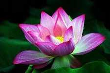 五蕴炽盛