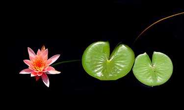 每晚读楞严咒感应