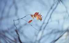 好将一点红炉雪 散做人间照夜