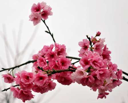 百字明咒咒释义