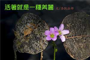 活着就是一种美丽