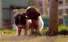 薄荷猪(文白对照)