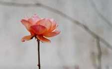 生命的价值就在于对生命的