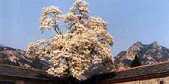 《阿弥陀经》宗要——信愿