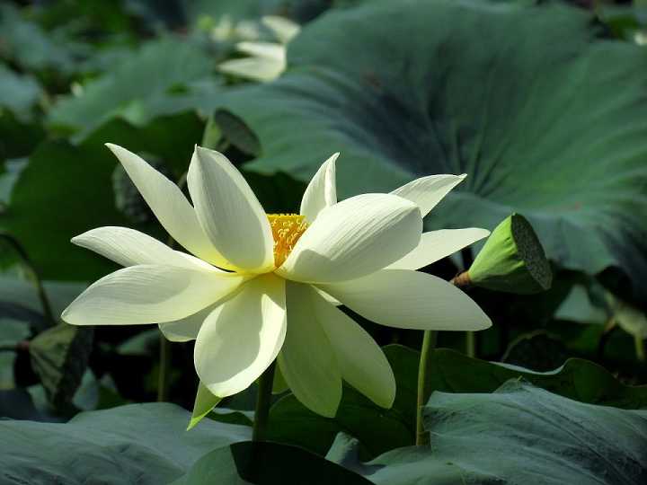 百字明咒全文拼音标准