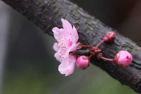 莲师心咒拼音