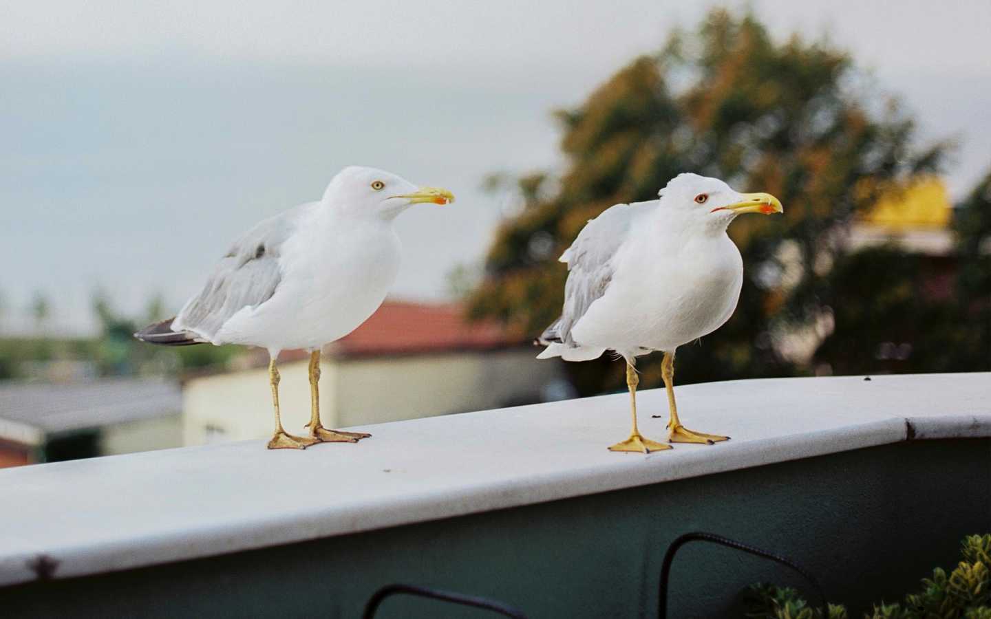 佛教歌曲清心咒