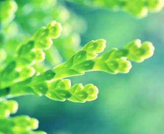 佛教百字明咒啥意思