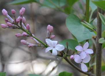 药师经求子