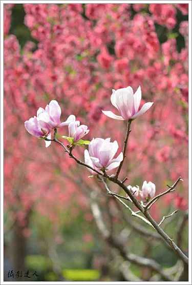 读药师经如何回向